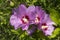 Syrian ketmia pink rose of Sharon flowers on a sunny day