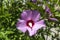 Syrian ketmia pink rose of Sharon `Woodbridge` flower