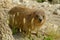 Syrian rock Hyrax