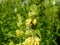 Syrian sage Phlomis Russeliana with yellow flowers and small bee. Insect seeks nectar. Forest bee or bumblebee looking for pollen