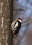 Syrian woodpecker