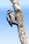 Syrian Woodpecker on branch / Dendrocopos syriacus