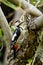 Syrian Woodpecker / Dendrocopos syriacus