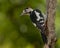 Syrian woodpecker (Dendrocopos syriacus)