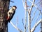 Syrian Woodpecker Dendrocopos syriacus, adult male, perching on a tree in a bright January day
