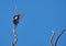Syrian woodpecker or Dendrocopos syriacus on a branch.