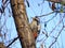 Syrian woodpecker Dendrocopos syriacus , male, perching on a tree in a bright  December day