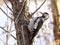 Syrian woodpecker Dendrocopos syriacus , male, perching on a tree in a bright  December day