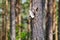 Syrian woodpecker flying out of the hollow