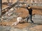 Syrian Worker in Lebanon Splitting Rocks at a Construction Site