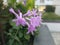 Syringa bloomerang dark purple colored flowers with green leaf blur background.