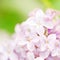 Syringa flower