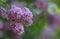 Syringa flower in park in sunny day in May