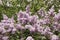 Syringa is a genus of shrubs belonging to the Oleaceae family