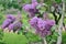 Syringa lilac flowers