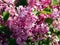 Syringa macrophylla \'Superba\'- Lilac