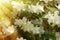 Syringa (Philadelphus coronarius) lush blooms