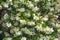 Syringa, Philadelphus - is luxurious virgin fragrant flower