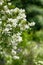 Syringa, Philadelphus - is luxurious virgin fragrant flower