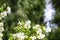 Syringa, Philadelphus - is luxurious virgin fragrant flower