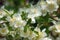 Syringa, Philadelphus - is luxurious virgin fragrant flower