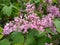 Syringa pubescens subsp. julianae `George Eastman`