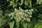 Syringa Reticulata Japanese Tree Lilac closeup flower buds horizontal