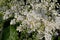 Syringa Reticulata Japanese Tree Lilac closeup flowers and buds horizontal