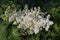 Syringa Reticulata Japanese Tree Lilac flowers and buds horizontal