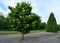 Syringa Reticulata Japanese Tree Lilac and Sequoiadendron giganteum Sequoia horizontal