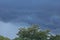 SYRINGA TREE AND DARK CLOUDS