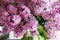 Syringa vulgaris, close-up. Common Lilac branches. magic five petals will fulfill any desire. Garden lilac.
