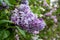 Syringa Vulgaris Marechal Lannes Common Lilac Flowers