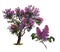 Syringa vulgaris tree with Lilac flowers / Antique engraved illustration from from La Rousse XX Sciele