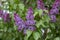 Syringa vulgaris violet purple flowering bush  groups of scented flowers on branches in bloom  common wild lilac tree