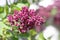 Syringa vulgaris violet purple flowering bush, groups of scented flowers on branches in bloom, common wild uncultivated lilac tree