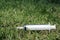 Syringe discarded in grass