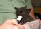 Syringe feeding baby kitten