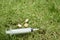 Syringe and pills in grass