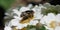 Syrphid on cineraria flowers