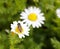 Syrphid eat nectar on daisy, adobe rgb