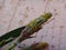 Syrphid fly larva and nerium aphids in oleander plant