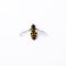 Syrphidae Diptera insect fly with black and yellow stripes, striped color isolated on a white background