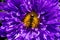Syrphidae. A family of diptera, insects. A flower fly sits on a purple Aster flower.
