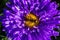 Syrphidae. A family of diptera, insects. A flower fly sits on a purple Aster flower.