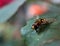 Syrphidae hoverfly on green leaf on orange blurred floral background