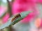Syrphidae hoverfly on green leaf on pink blurred floral background