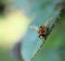 Syrphidae hoverfly on green leaf on yellow blurred floral background