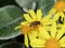 Syrphidae Hoverfly insect on yellow daisy flower, close up.