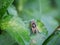 Syrphidae , hoverfly Syrphidae The flower flies cling to the leaves in the formation of grass